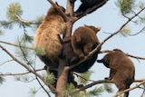Bears up a tree in the Black Hills, USA.