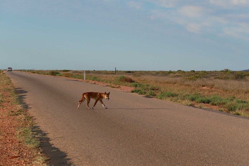 Pictured is a wild dog crossing the bitumen road in Cape Range National Park.