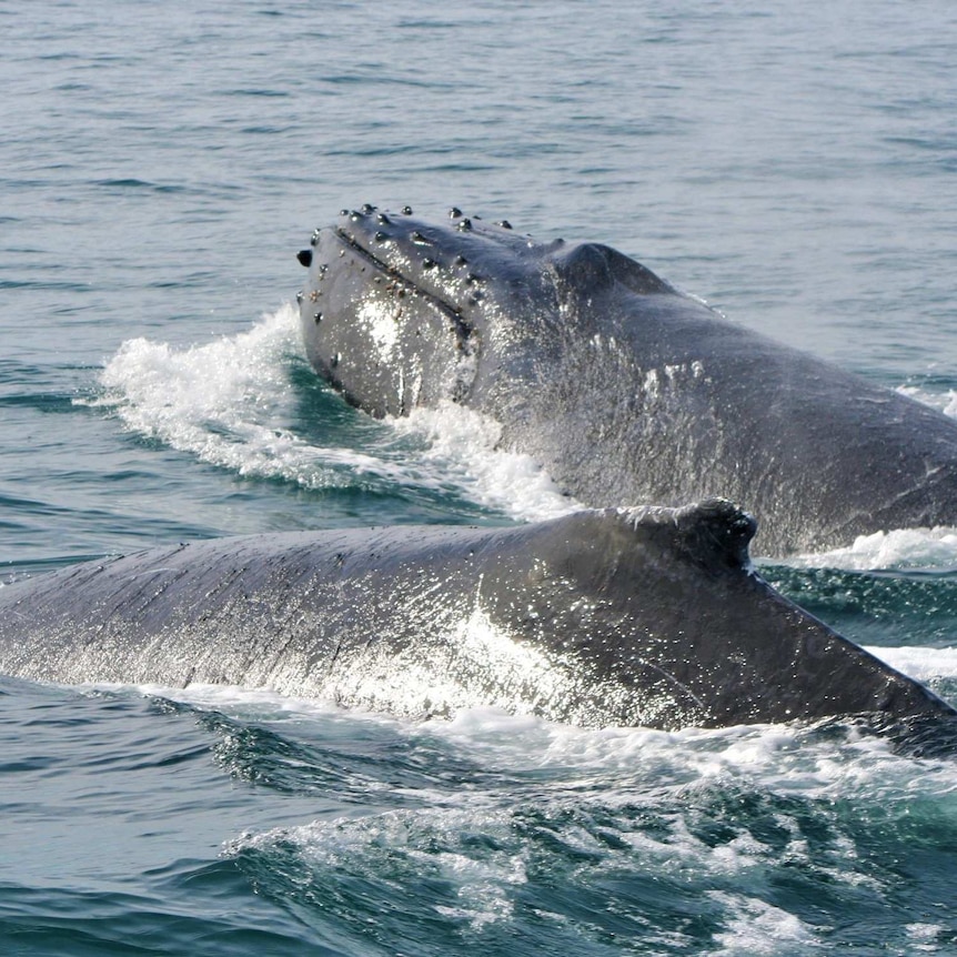 A pair of whales at the surface