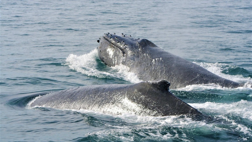 A pair of humpback whales on the surface.