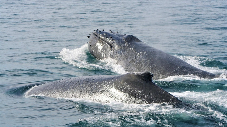 A pair of whales at the surface