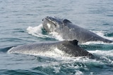 A pair of humpback whales on the surface.