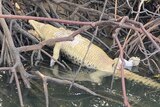 A dead crocodile with pale skin lies among mangroves on the edge of a river.