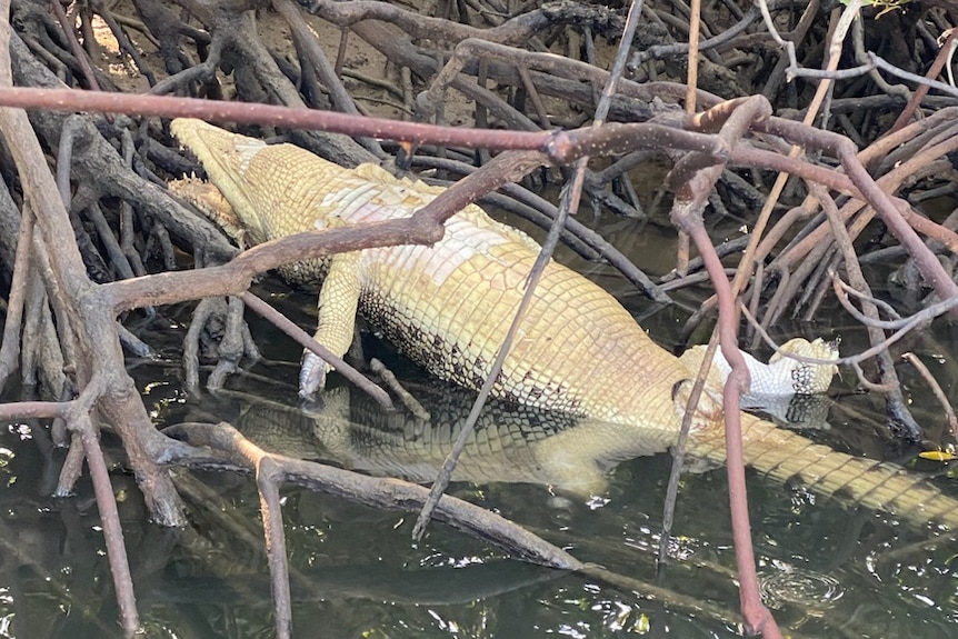 a crocodile lies dead on its back in mangroves