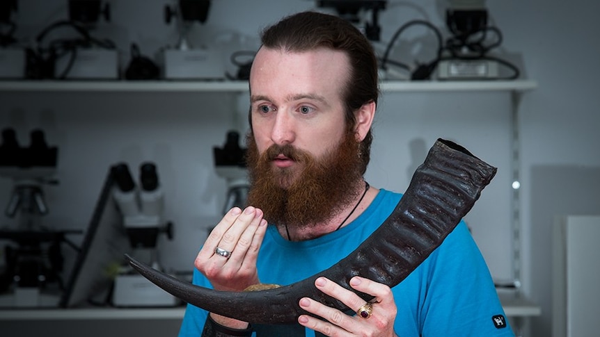 Canberra archaeologist Billy Ó Foghlú with a horn in an archaeology lab at the ANU