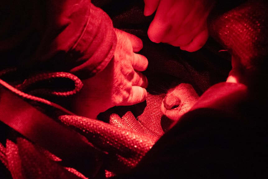 A wallaby nose pokes out of a canvas bag, two hands reach in, the scene is dark and lit only with red light