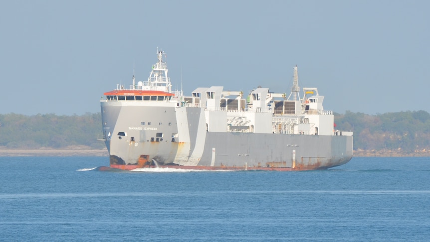 Live export vessel Ganado Express arrives in Darwin Harbour to load cattle.