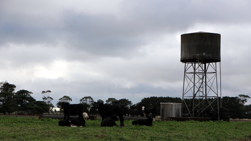 Dairy cattle sitting on the ground near an elevated water tank