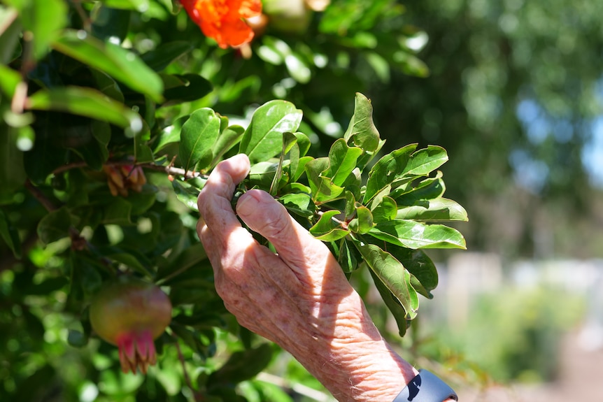 An older woman's hand holding some leaves on a bush which also has orange flowers.
