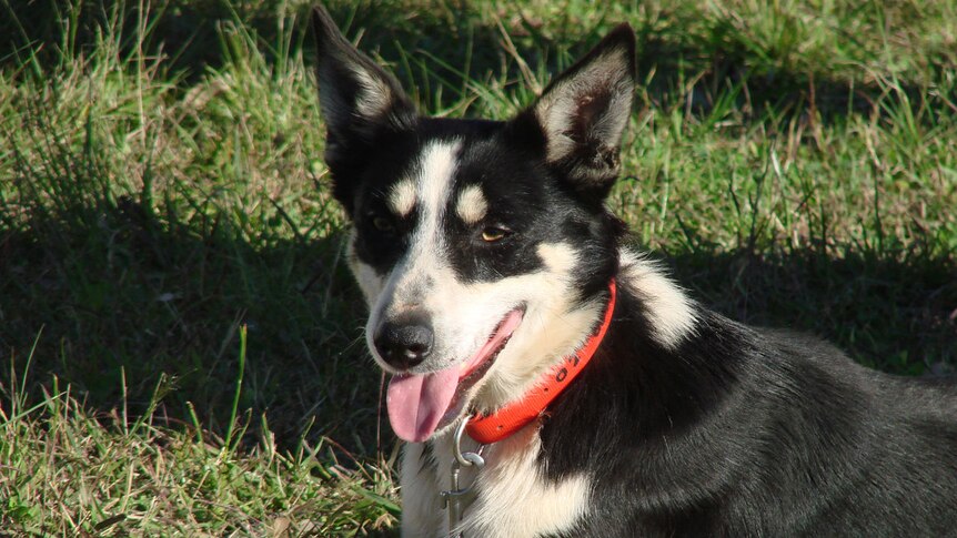 Working dog competitor