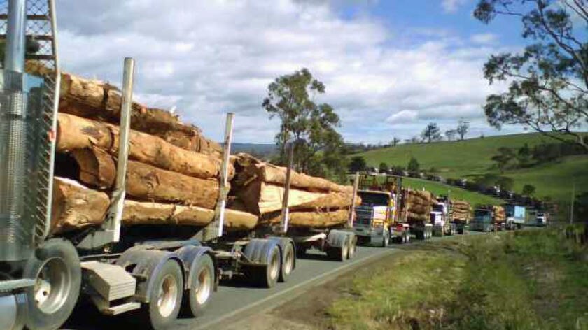 Log trucks lined up at Gunns' Triabunna woodchip mill.