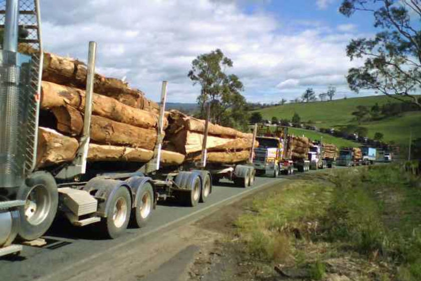 log trucks lined up outside a woodchip mill.