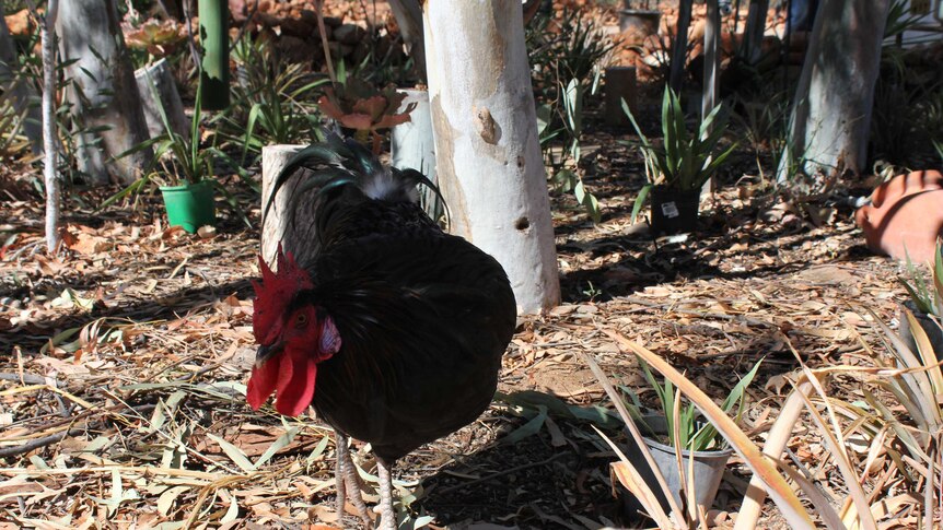 Close up shot of black rooster coined 'Terrible Terry' in the Alice Springs jail