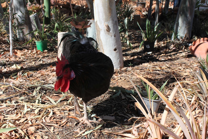 Close up shot of black rooster coined 'Terrible Terry' in the Alice Springs jail