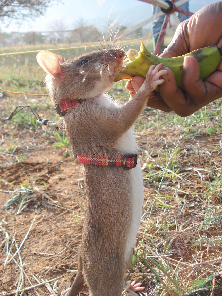 An African giant pouched rat eats a banana from the hand of its trainer.