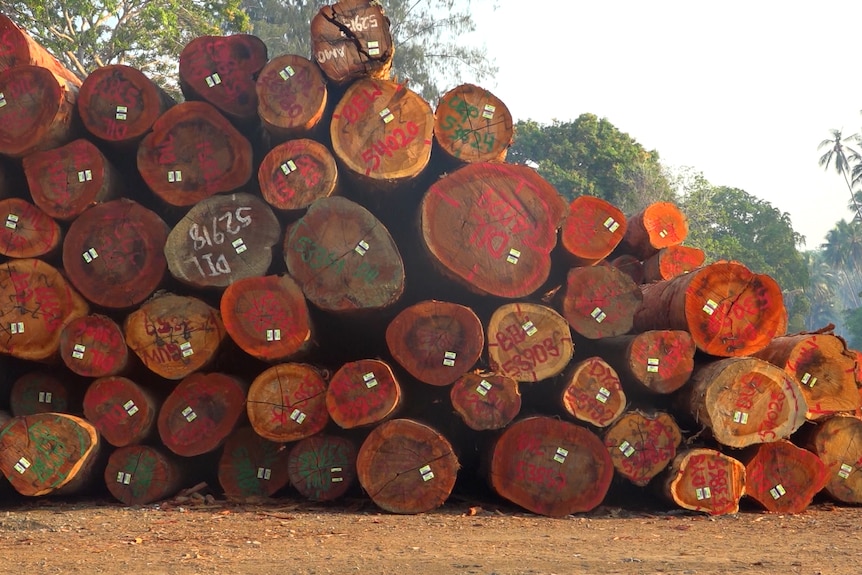 A pile of dozens of logs from large trees.