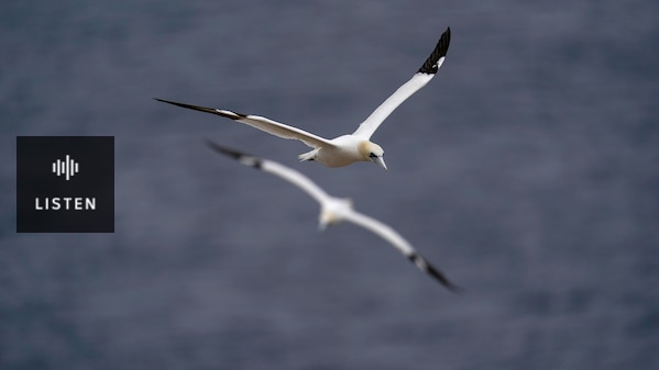 two gannets flying high over the sea, almost a mirror image of each other. Has Audio.