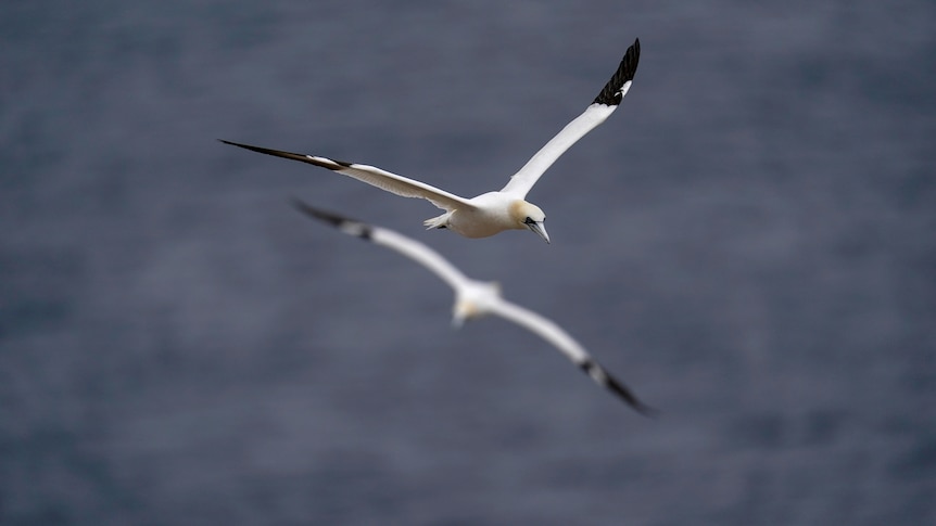 two gannets flying high over the sea, almost a mirror image of each other