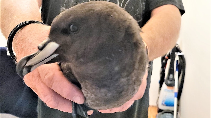 A person holds up a dark-coloured bird.