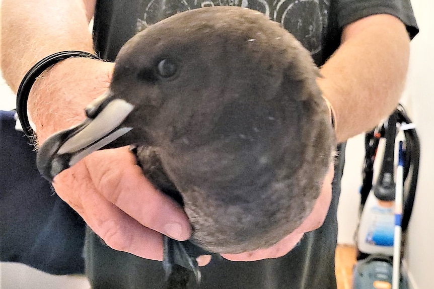 A person holds up a dark-coloured bird.