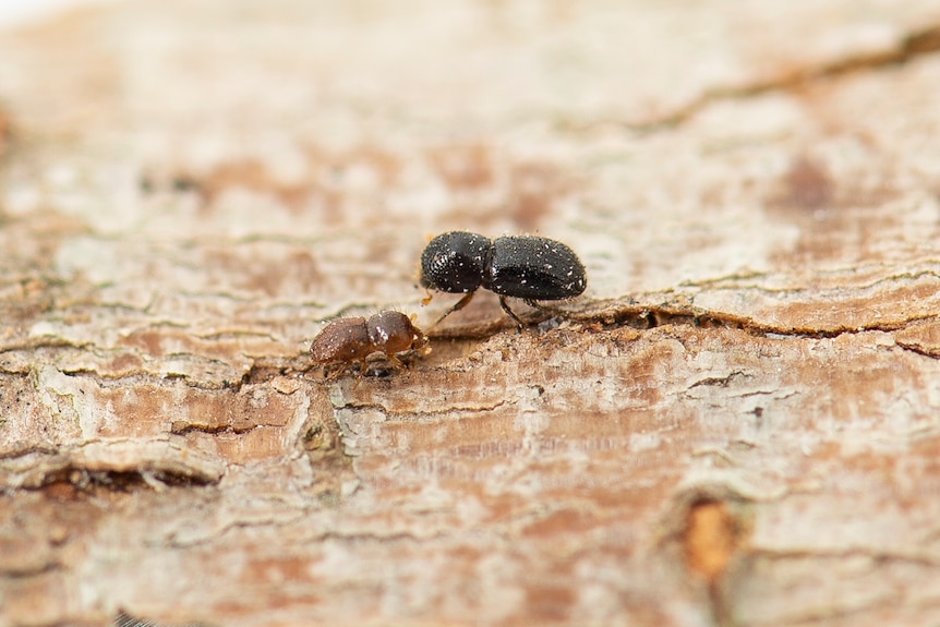 Small beetle crawling and tunneling into wood.