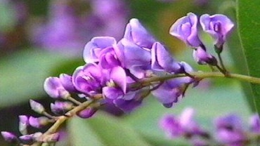 Hardenbergia