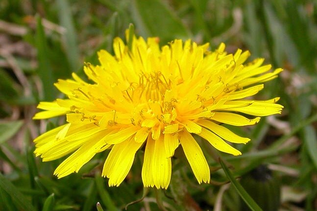 Dandelion flower