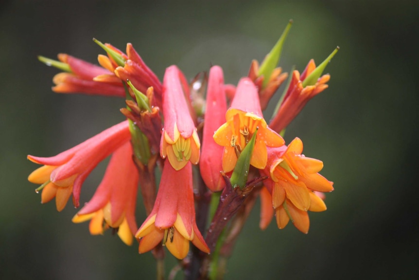 Christmas bells