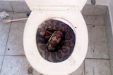 A three-metre python lodged itself in the downstairs toilet of a Mount Stuart home in Townsville.