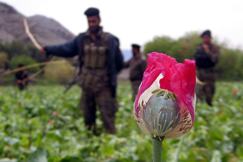 Afghan security personnel destroy opium poppies in a field during a poppy eradication campaign