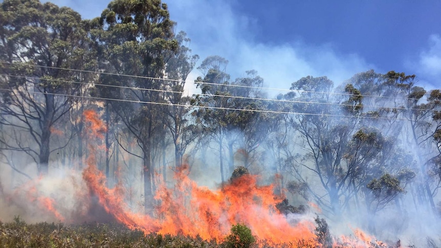 Flames approach trees at a bushfire in Geeveston