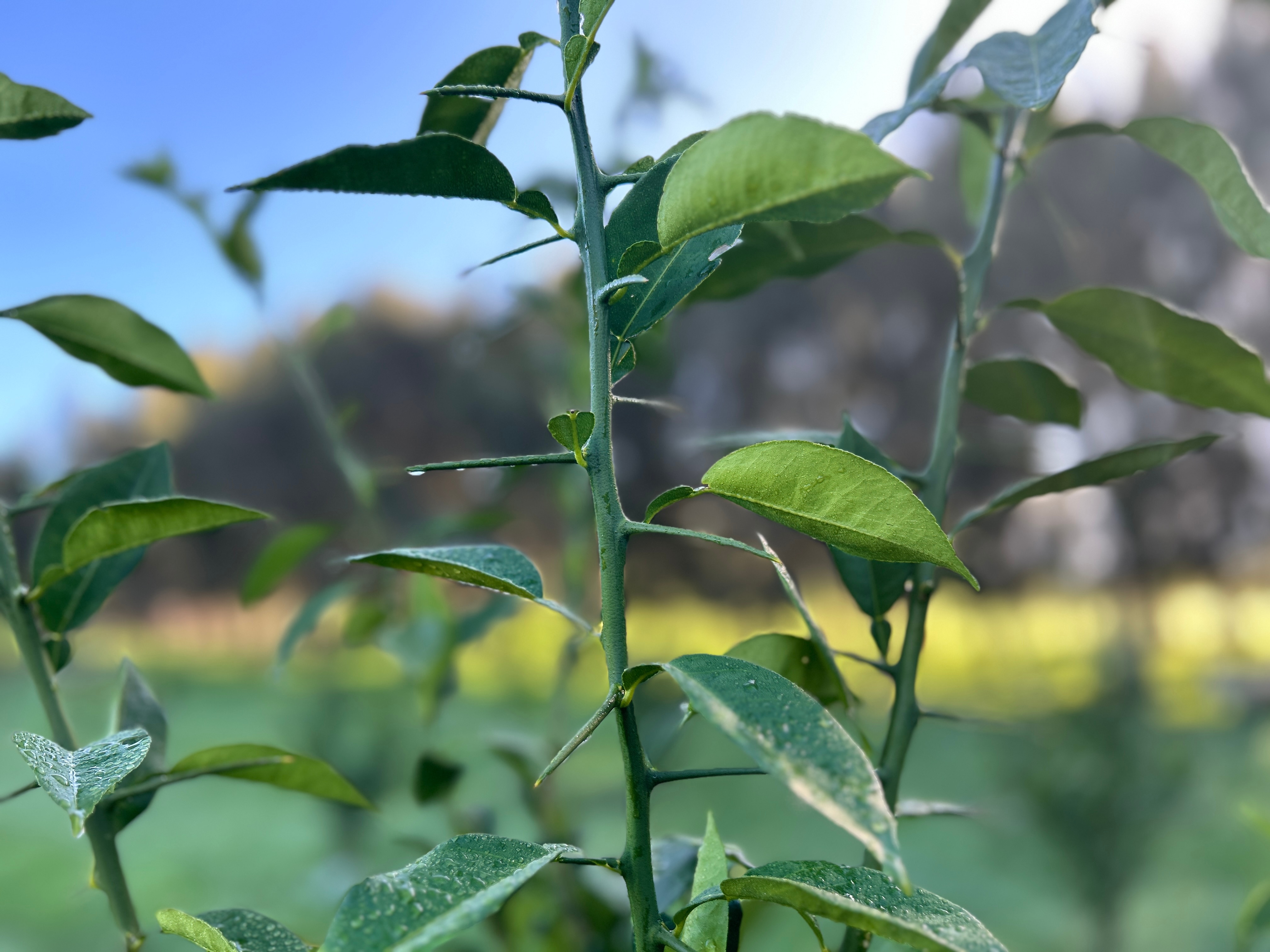 A close up of thorns on a thin branch.