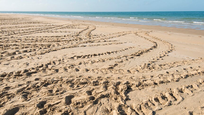beach covered with tire tracks from quad and four wheel drive vehicle