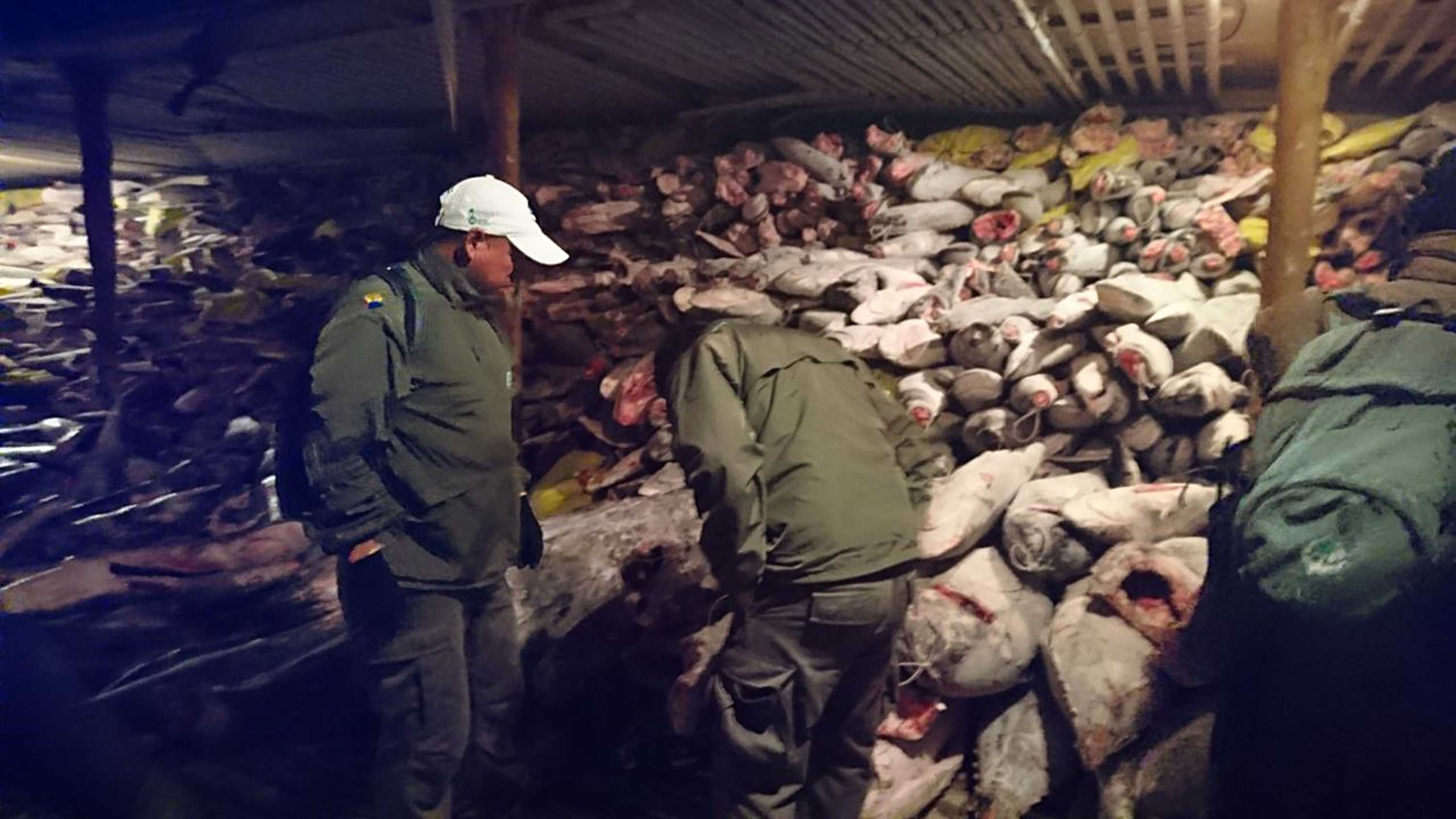A large number of frozen fish is shown in a Chinese vessel, seized in the Galapagos Marine Reserve.