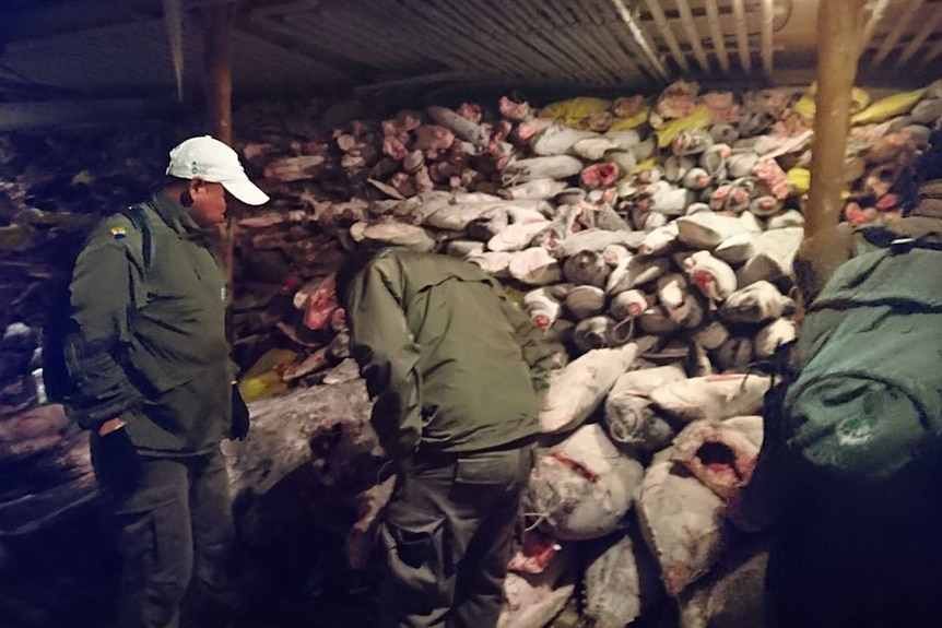 A large number of frozen fish is shown in a Chinese vessel, seized in the Galapagos Marine Reserve.
