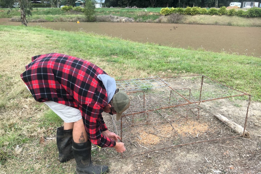 Mick Warren bending over his duck trap.