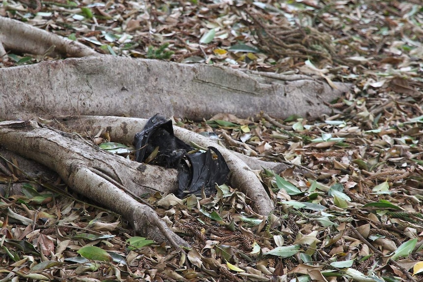 Decomposing bat carcass on a tree root