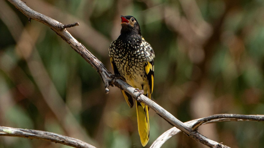 A black, white and yellow bird sitting on a bare branch, with its beak open.