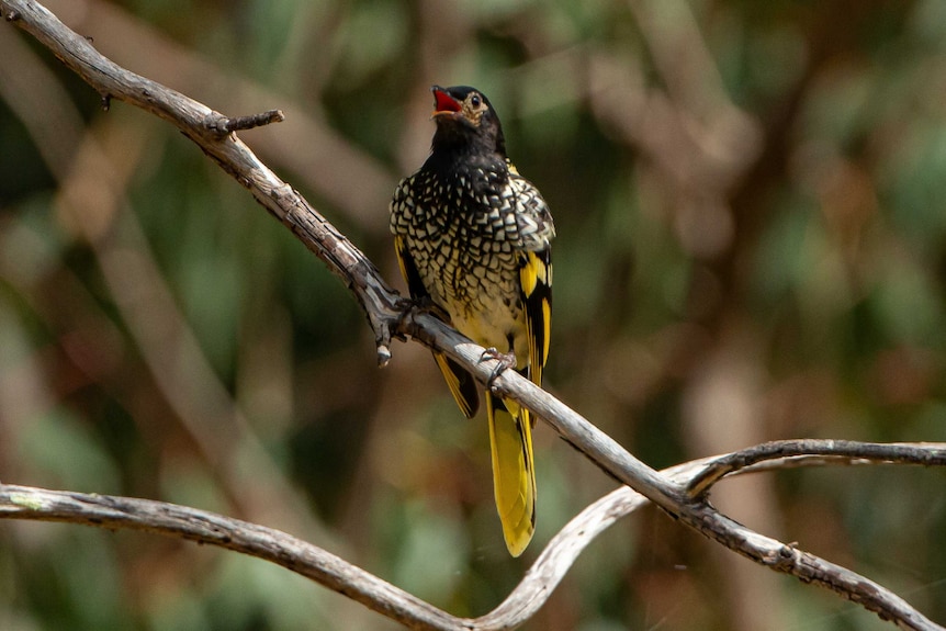 A black, white and yellow bird sitting on a bare branch, with its beak open.
