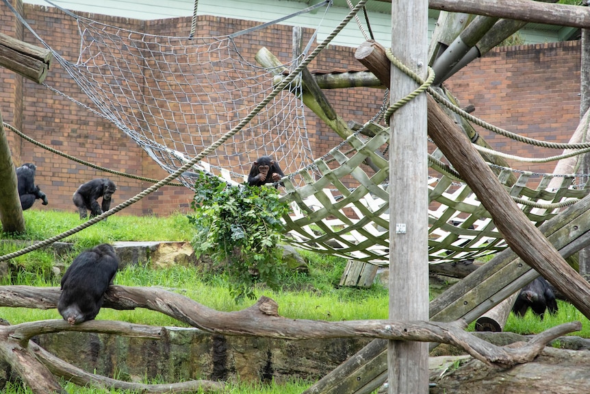 A group of chimpanzees sit near a net woven out of strips of rubber. 