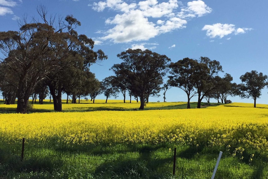 A field of yellow flowers.