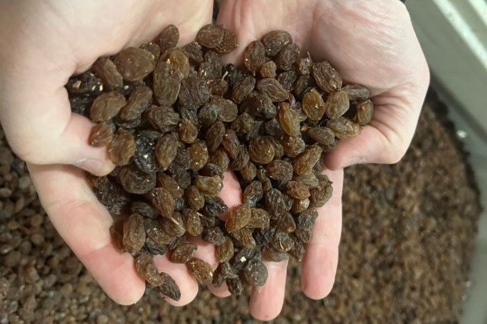 A close up of two hands holding sultanas