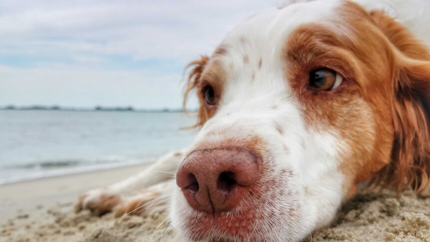 A dog lying on the sand, looking bored