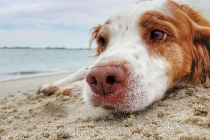 A dog lying on the sand, looking bored