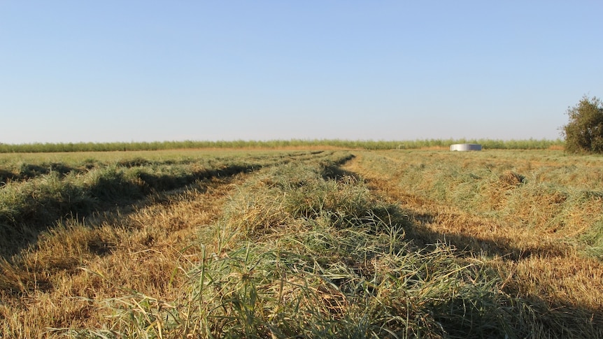 cut hay in a paddock in the Douglas Daly