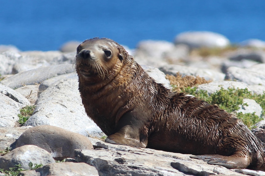 A baby sea lion on a rock.