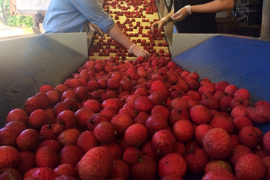 a conveyor belt of lychee fruit