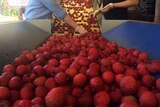 a conveyor belt of lychee fruit