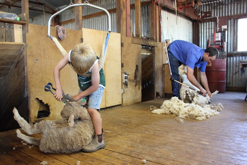 Five-year-old Charlie Dunn shearing a lamb with blade shears in the shearing shed