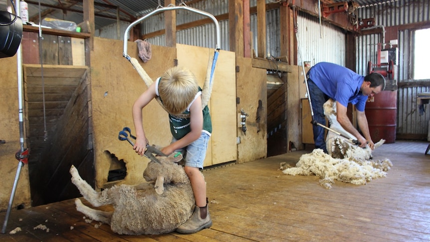 Five-year-old Charlie Dunn shearing a lamb with blade shears in the shearing shed